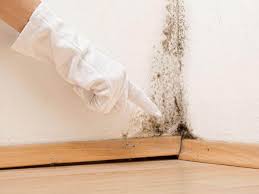 Best Water Damage & Mold Remediation in Cayce, SC